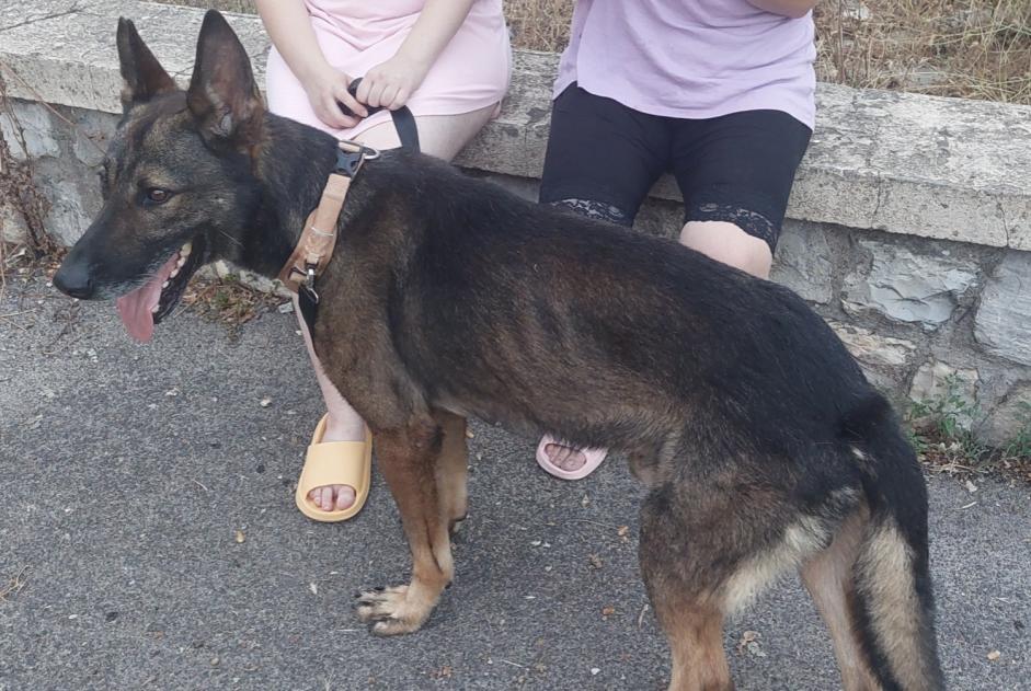 Alerta de Hallazgo Perro cruce  Macho , 3 años Draguignan Francia