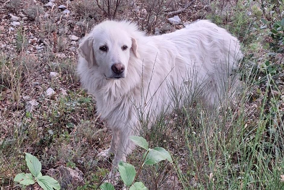 Ontdekkingsalarm Hond  Onbekend Vérignon Frankrijk