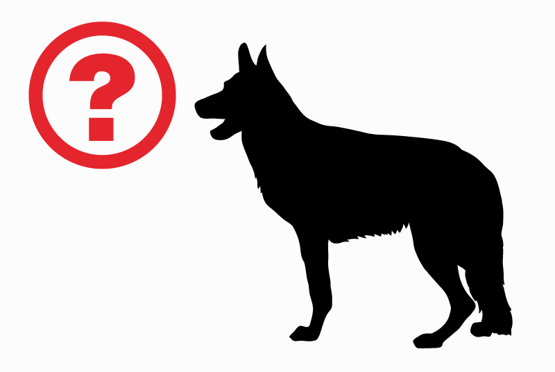 Alerte Découverte Chien Mâle Puget-sur-Argens France